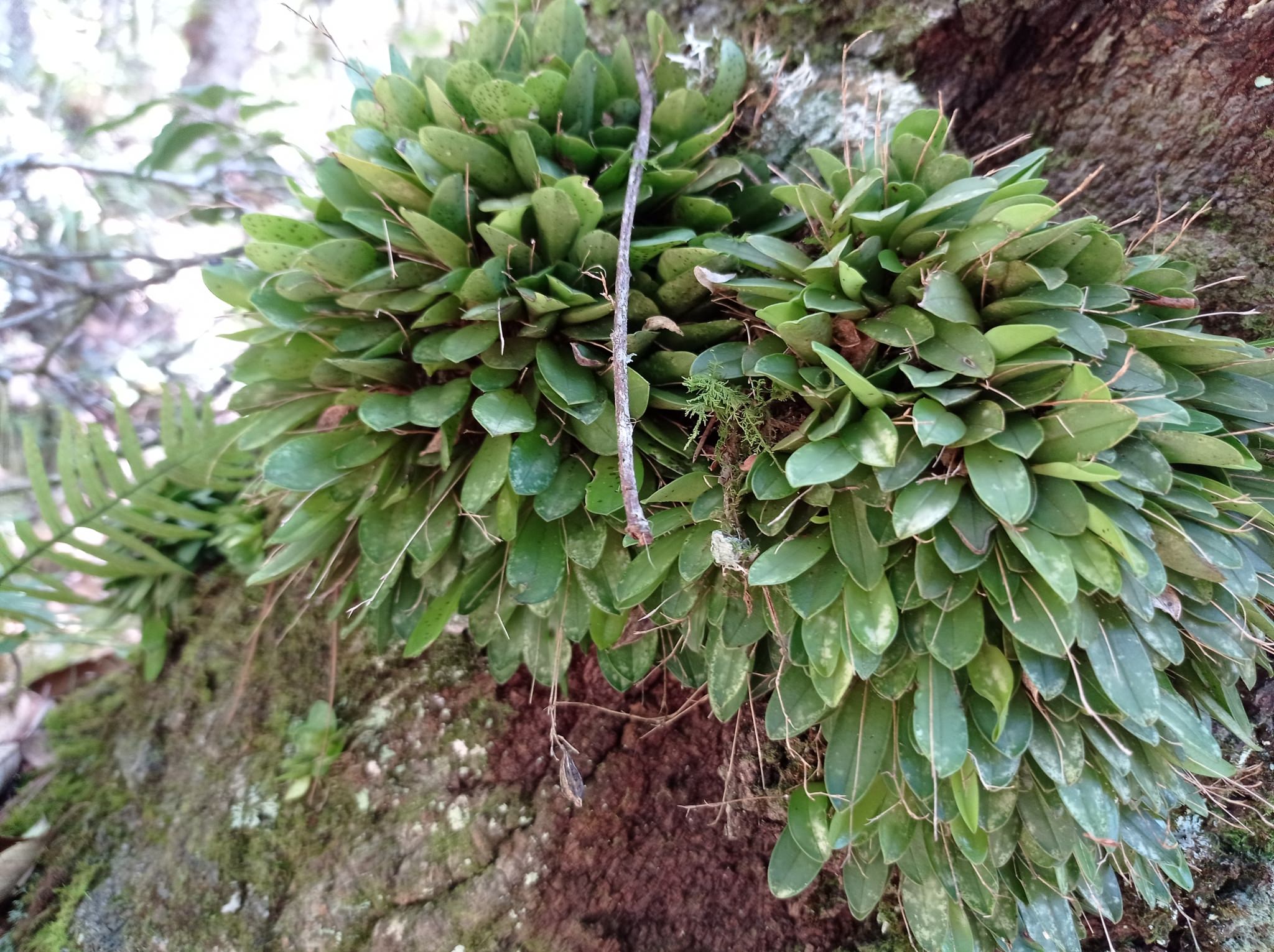 Stelis ornata